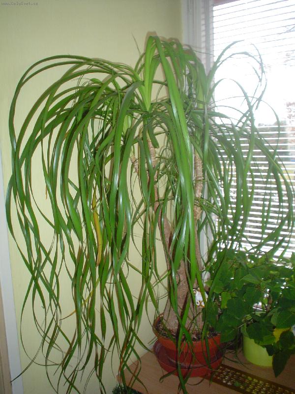 Foto: moje květinka-moje květinka