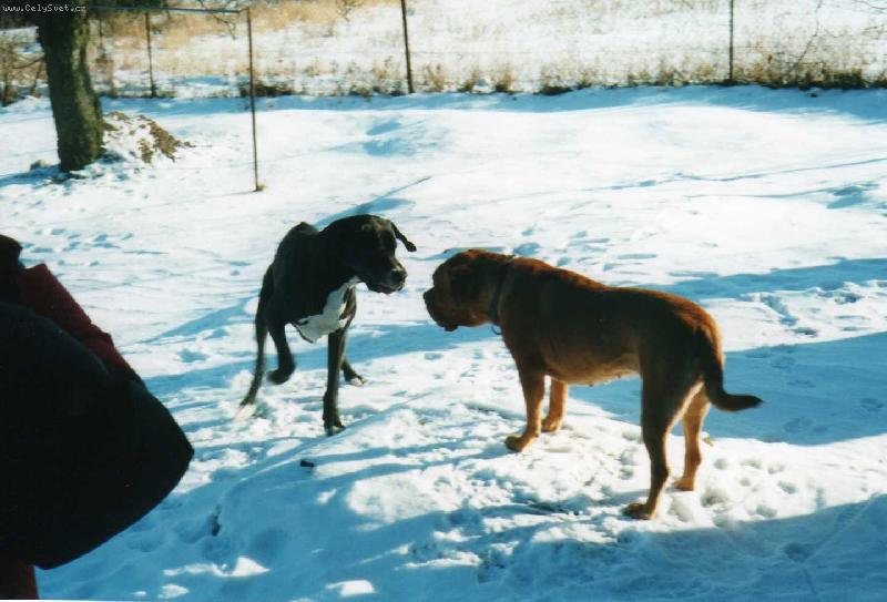 Foto: Německá a Bordeauxská doga
