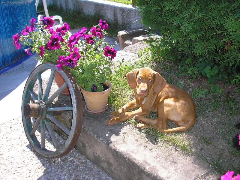 Foto: Tessinka ještě štěňátko :o)