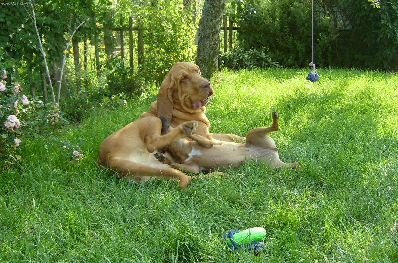 Foto: ISEB CS-Mám fajn kamarádku paterdale teriéra, je s ní sranda...