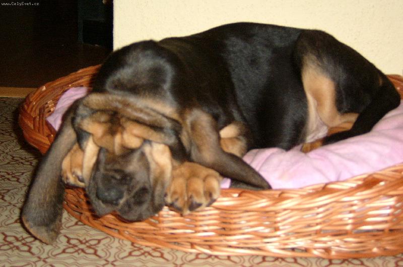 Foto: ISEB CS-Arih Iseb 7 týdnů