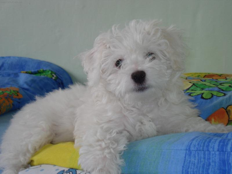 Foto: princezna na hrášku