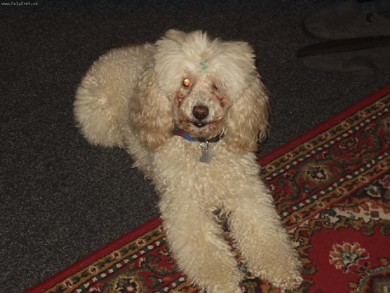 Foto: to je můj milášek