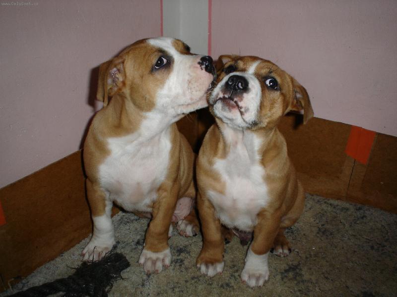 Foto: eňata-Perlíci