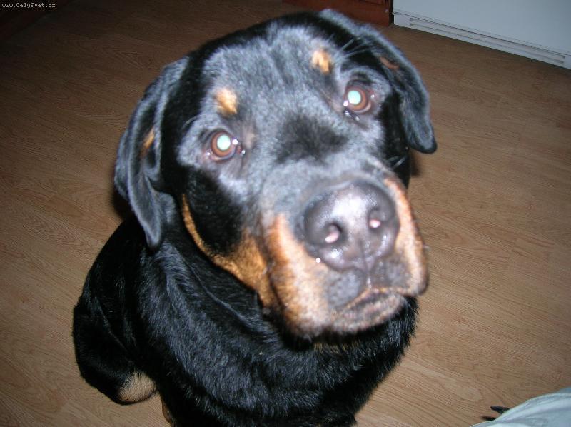 Foto: Rotvík-Co tak koukáš?!