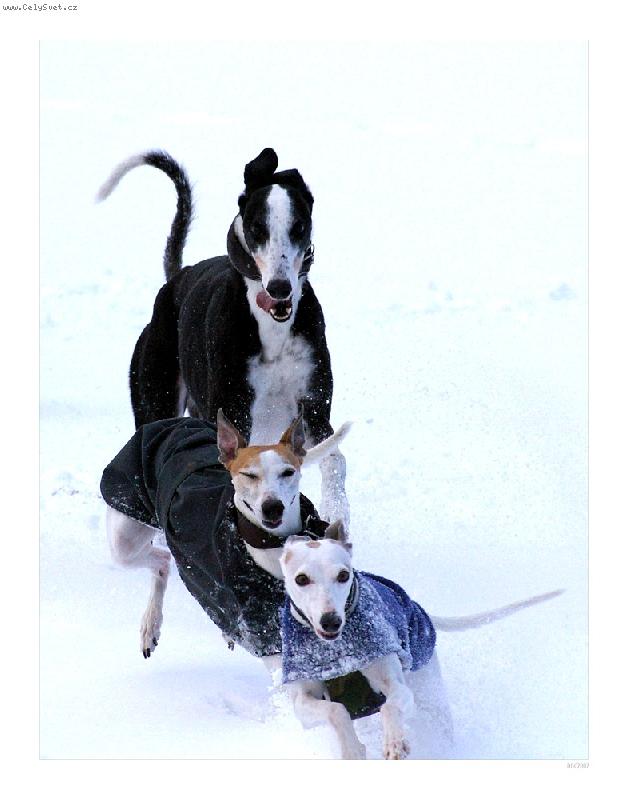 Foto: Zimní dovádění