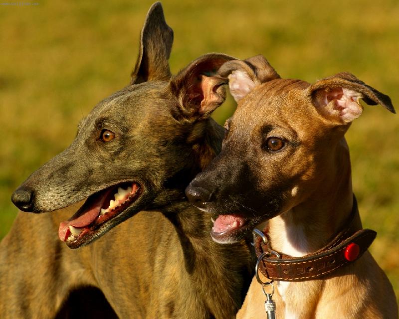 Foto: Avalanche and Blueberry