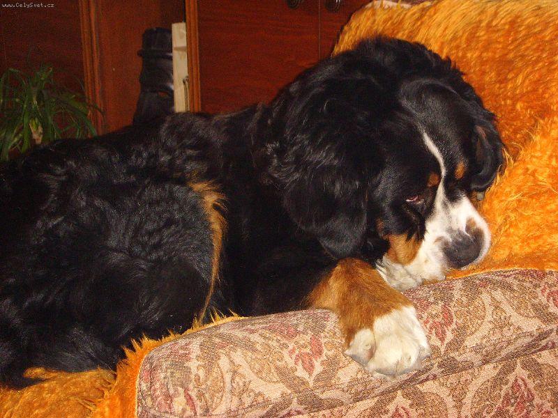 Foto: Berny-to kreslo milujem