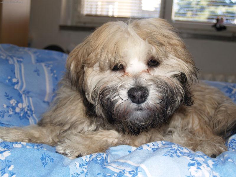 Foto: Ange-ospinkaná