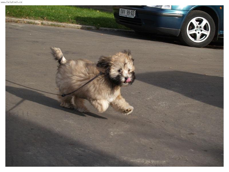 Foto: Ange-pozor běžííííím