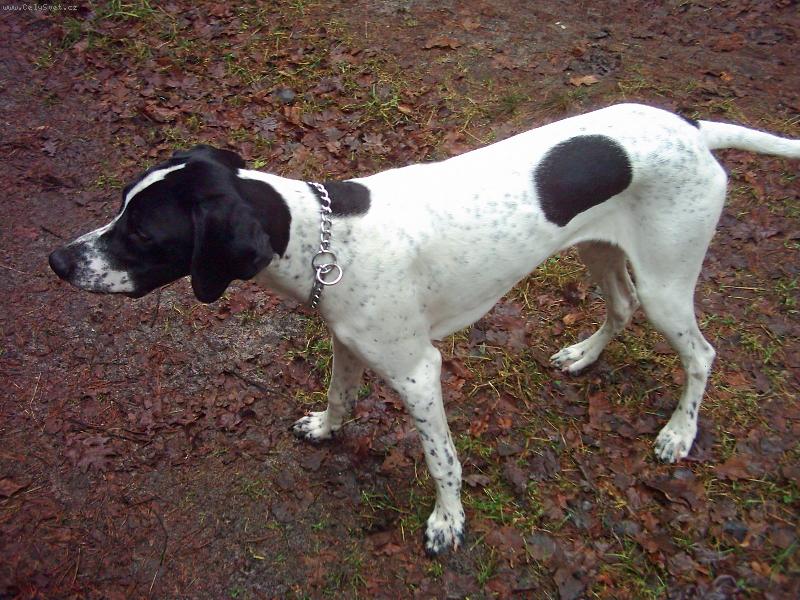 Foto: Snoopy-Snoopy 7 měsíců-v lese