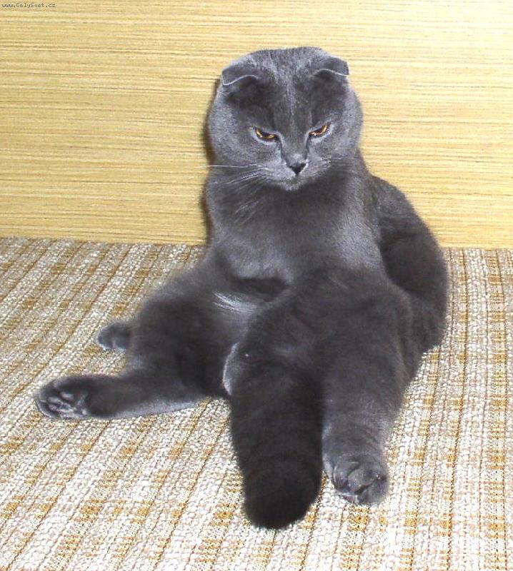 Foto: skotská klapouchá modrá-oblíbený posed