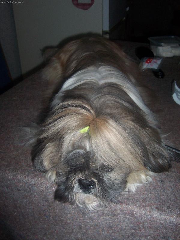 Foto: spim , dobrou noc-Akim Tibetský skřítek