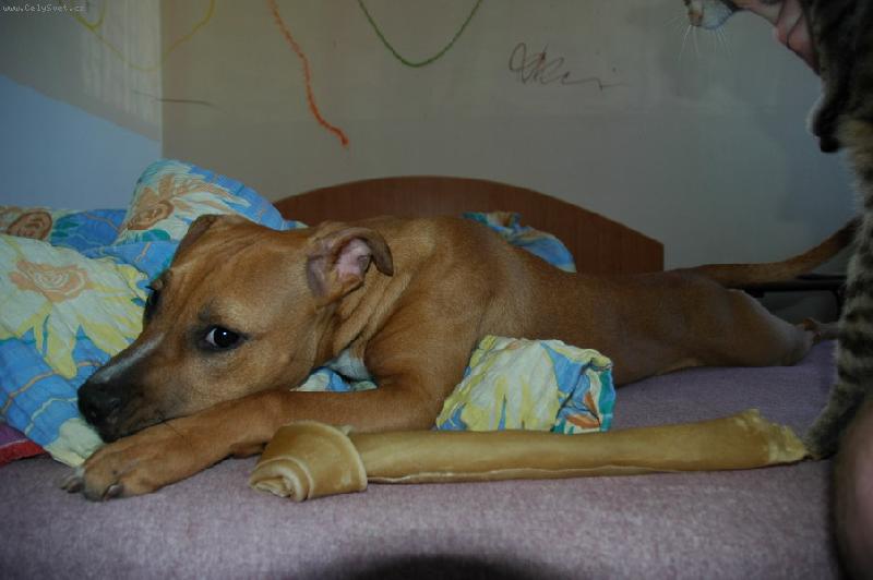 Foto: Sophie-naše princezna