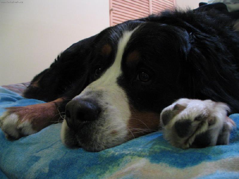 Foto: Azík na gauci...-www.azor.euweb.cz