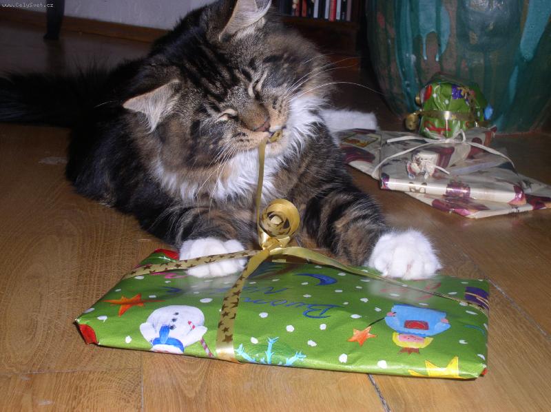 Foto: Kocourek Bruno 9 měs.-Tak co jsem to dostal ?