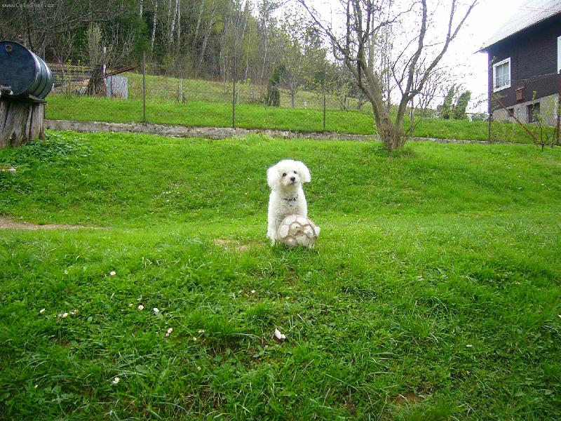 Foto: Pes fotbalista