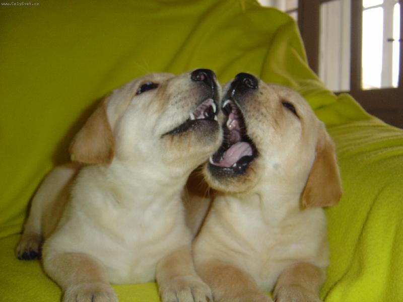 Foto: Labradorci-nejraději děláme binec!