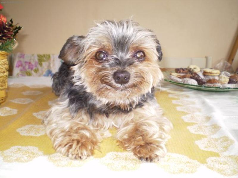 Foto: úsměv-Brus je psík k pohledání