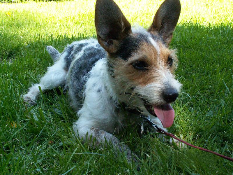 Foto: Zvědavý roubek