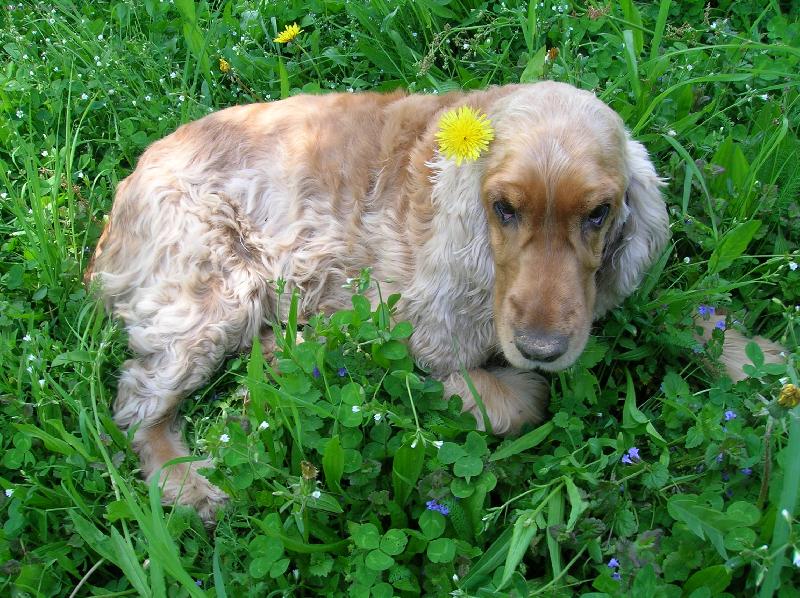 Foto: Nelinka-krasavice