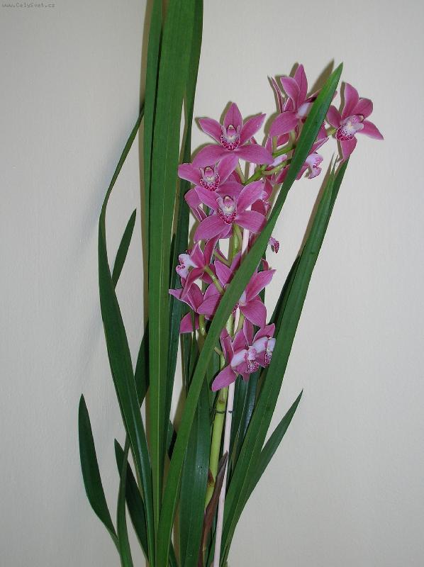 Foto: dárek k Valentýnu-nádhera