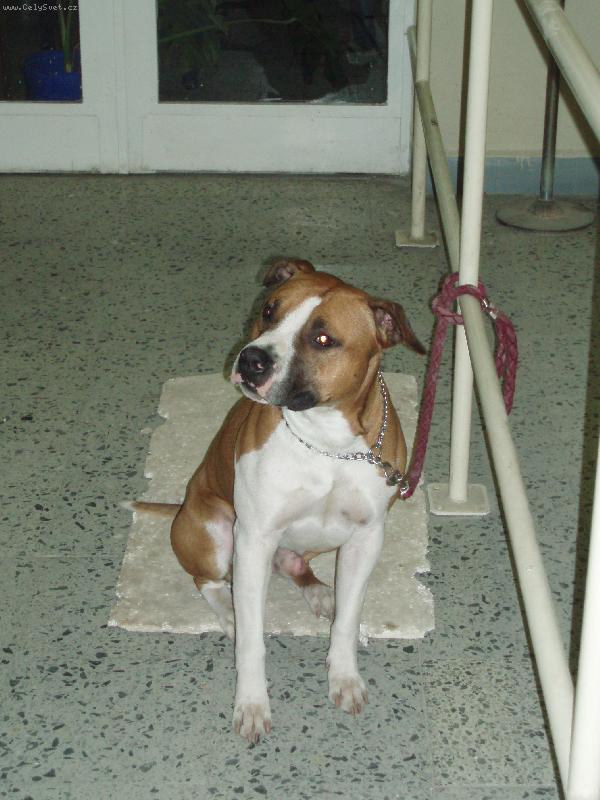 Foto: Paris-moje zlatí