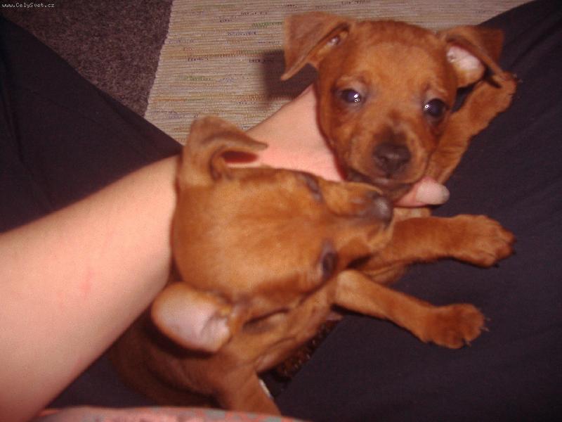 Foto: Fanny s bráškou