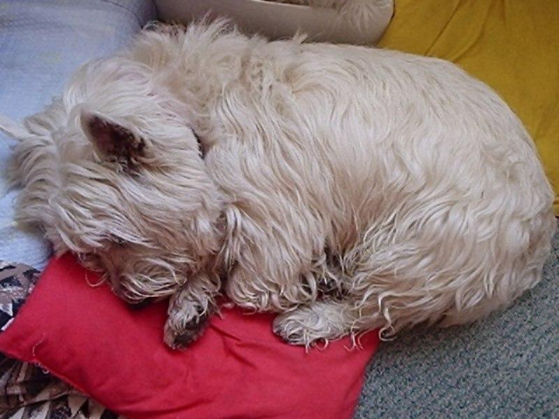 Foto: Bad spinká-pšššt...nebudit