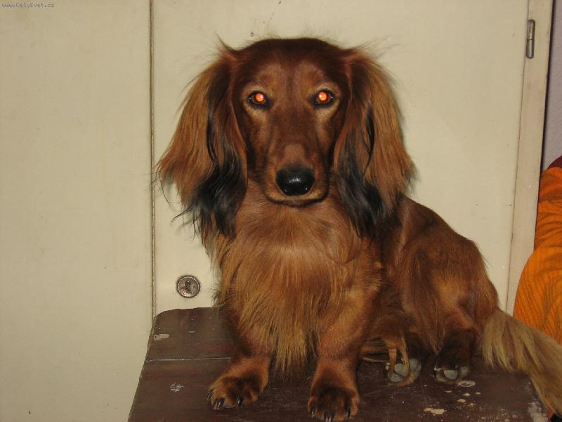 Foto: Britt-Malý anděl s ďáblem v těle!!