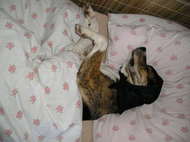 Foto: Sendy-Čekání na Červenou Karkulku