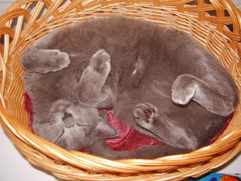 Foto: Kočka v košíku :)-Filinka
