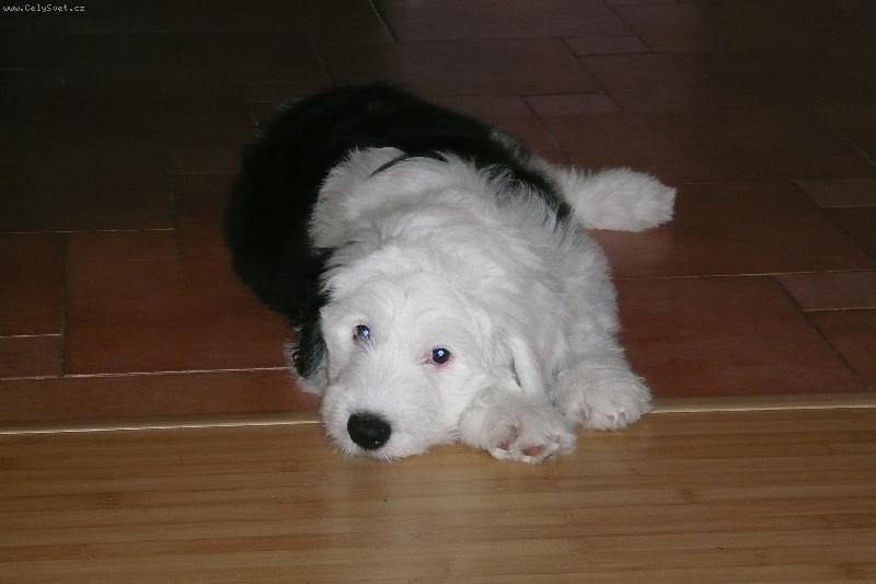 Foto: štěně bobtaila-štěně bobtaila