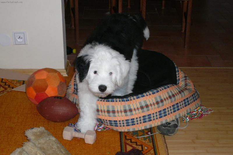 Foto: štěně bobtaila-štěně bobtaila