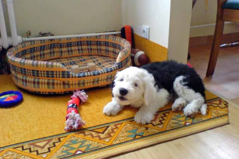 Foto: štěně bobtaila-štěně bobtaila