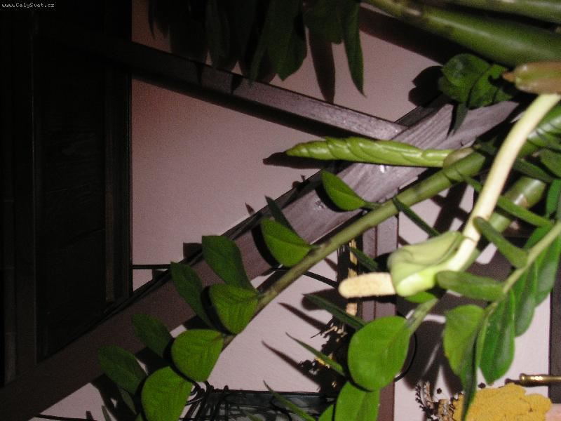 Foto: KVETOUCÍ ZAMIOKULKAS