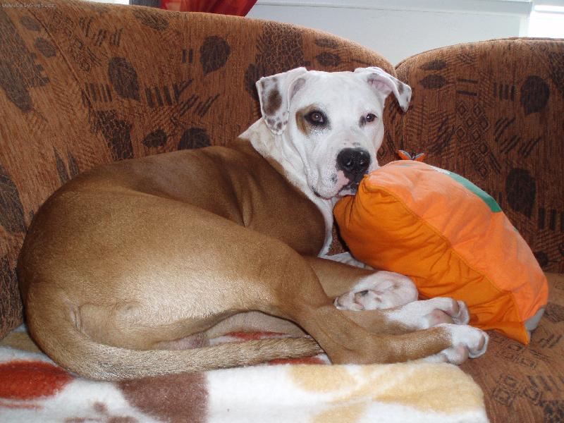 Foto: Někdy mám doma pěkný leháro....-Sorbonne 7měsíců.