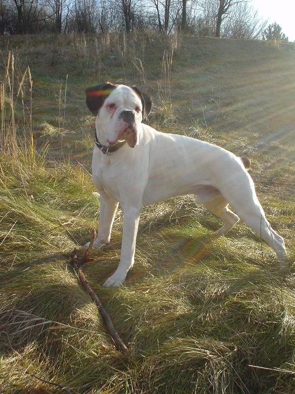 Foto: Edík-bílý boxer - taky boxer. Se vším všudy :-)