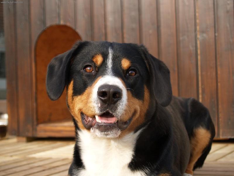 Foto: Argus Novaboon Paradise-spokojený Argo