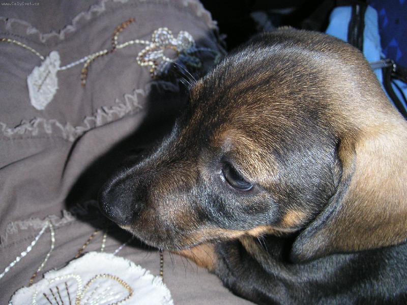 Foto: Andrýsek jede do nového domova