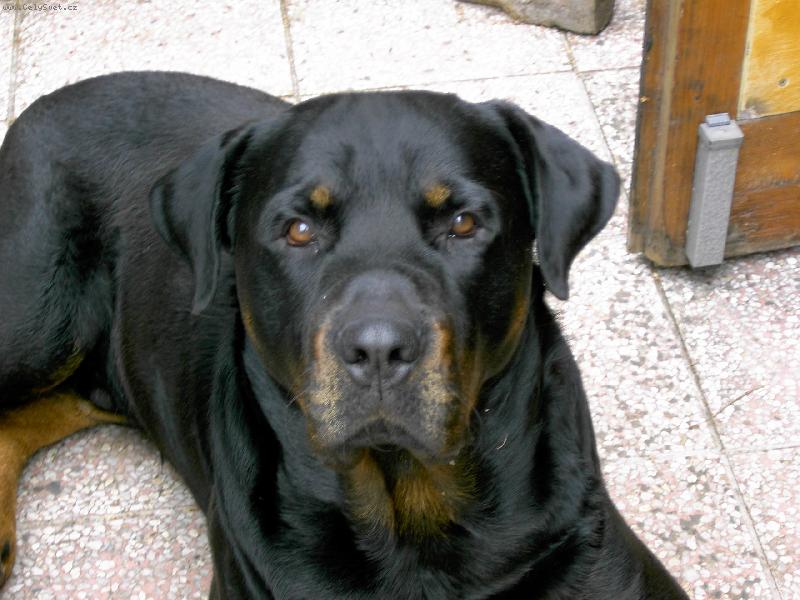 Foto: Respekt-\"..chceš natrhnout gatě..??\" :D