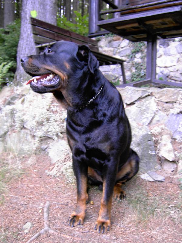 Foto: Můj nejlepší přítel-není co dodat :))