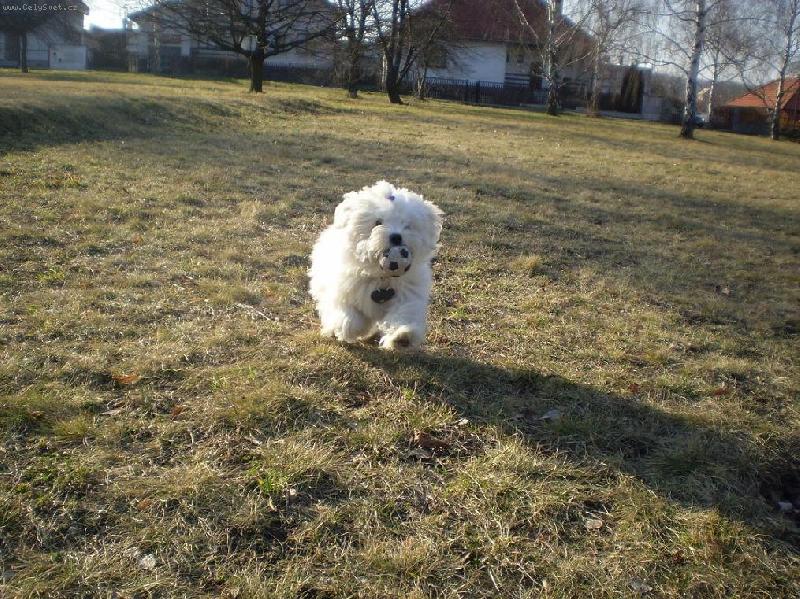 Foto: Hry s míčkem-Monty na louce