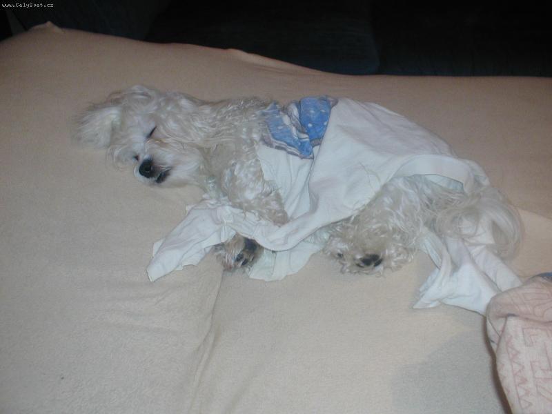 Foto: Ta únava.....-Po silvestru