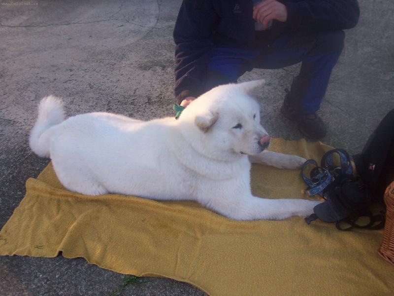 Foto: Ziruška na výstavě