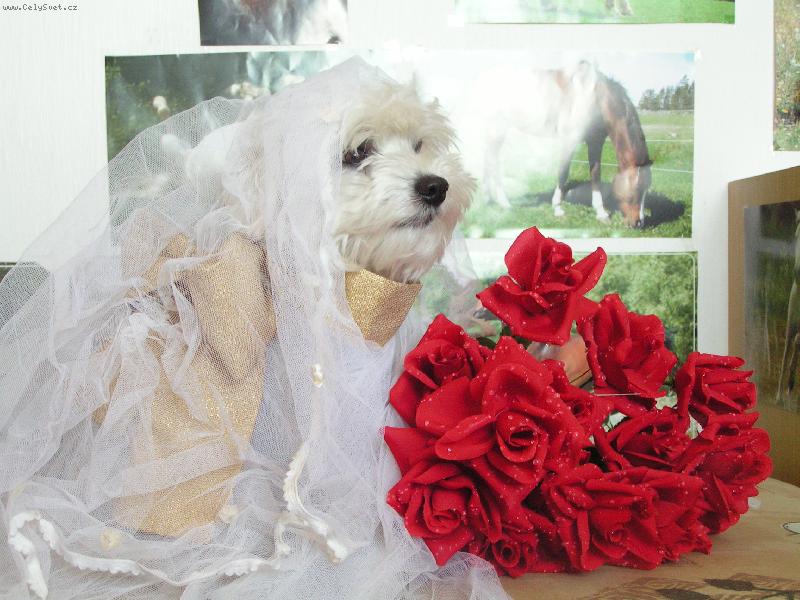 Foto: Miky ze Žukova-naše nevěstinka :)