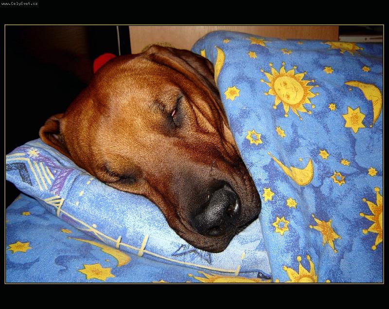 Foto: rodesian ridgeback-sním.....