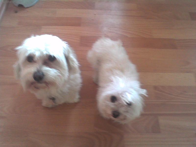 Foto: maltezský psík - daruji-nechcete tyto 2 lumpíky? rodinné důvody