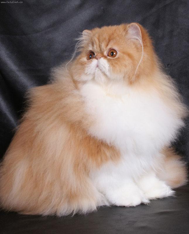 Foto: Energizer z Thalgau*CZ JW-Jsem to ale fešák a rád pózuji