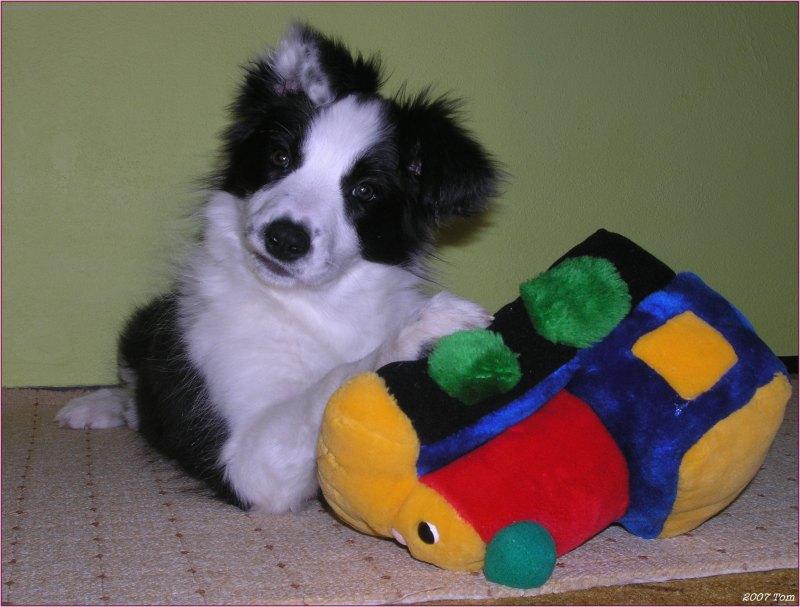 Foto: Atrixi07-02-15-3 měsíční štěňátko